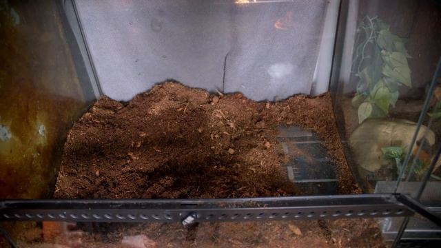 BALL PYTHONS FOR BEGINNERS (How to setup terrarium) смотреть онлайн