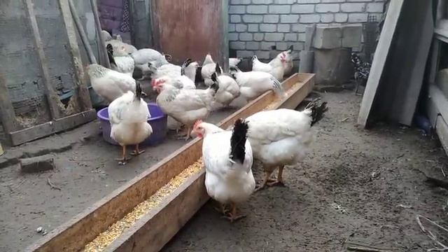 АДЛЕР СЕРЕБРИСТЫЙ. МНОГО ЯИЦ И МЯСА. ЛУЧШАЯ ПОРОДА КУР ДЛЯ ВАШЕГО ХОЗЯЙСТВА 4 березня 2021 р. смотреть онлайн