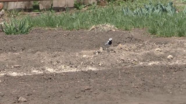 Красавица трясогузка - наша помощница на огороде! смотреть онлайн