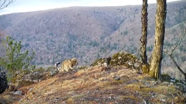 В Приморье фотоловушка запечатлела животных восьми разных видов в одном месте. смотреть онлайн
