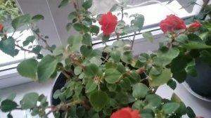 Бальзамин и его обработка от паутинного клеща .