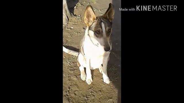 Вредная собака В'юга! смотреть онлайн