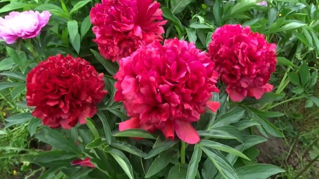 Пион ЭЛИЗА ЛАНДИ ?? Paeonia ELIZA LUNDY: обзор, описание, цветение, отзыв смотреть онлайн