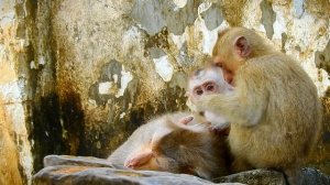 OhGod...! baby Leo Feeling Unhappy with Mom Libby | Tree Monkeys EP 219