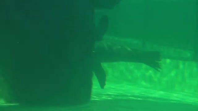 Тюлени (котики?), парящие в воде смотреть онлайн