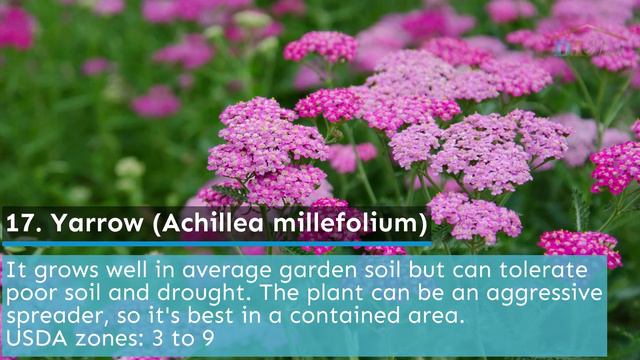 32 Best Rock Garden Plants For a Carefree Landscape смотреть онлайн