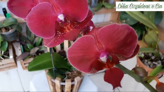 Phalaenopsis Montreux