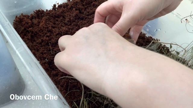 МИНИ ЛЕС В ТЕРРАРИУМАХ УЛИТОК АХАТИН И АРХАХАТИН | СУББОТНЯЯ УБОРКА, ЗАМЕНА ГРУНТА И МХА смотреть онлайн