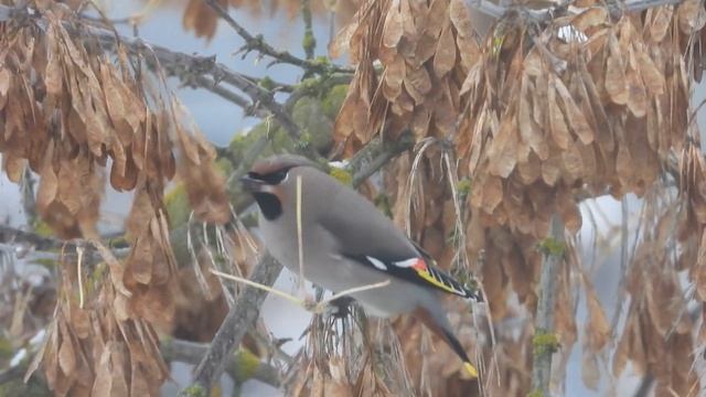 Прилетели свиристели.
