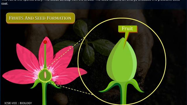 REPRODUCTION IN PLANT AND ANIMALS 2