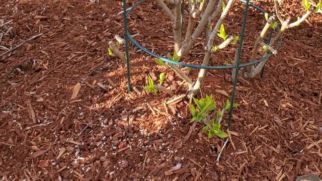 Метельчатые гортензии. Какое удобрение и сколько вносим и когда смотреть онлайн