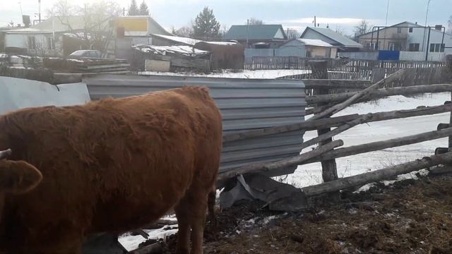 Лимузины . КФХ Мжельская Светлана Ивановна. смотреть онлайн
