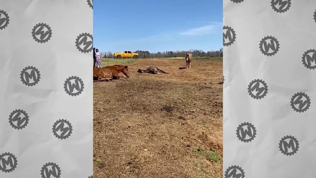 Если Ваш Кот Кусается, Вот Что Это Значит на Самом Деле смотреть онлайн