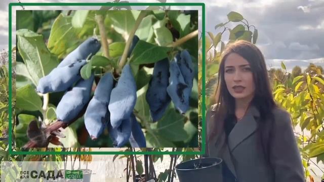 Жимолость Нимфа описание и характеристика сорта