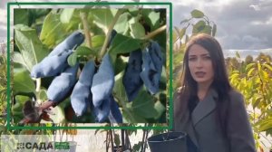 Жимолость Нимфа описание и характеристика сорта