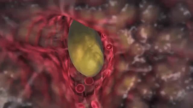 Отрывок из семинара Sовершенная Oмолаживающая Sистема