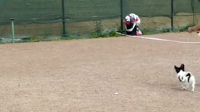 Монопородная Выставка Континентальных Той Спаниелей Баттерфляй Пати 18.06.2022 смотреть онлайн