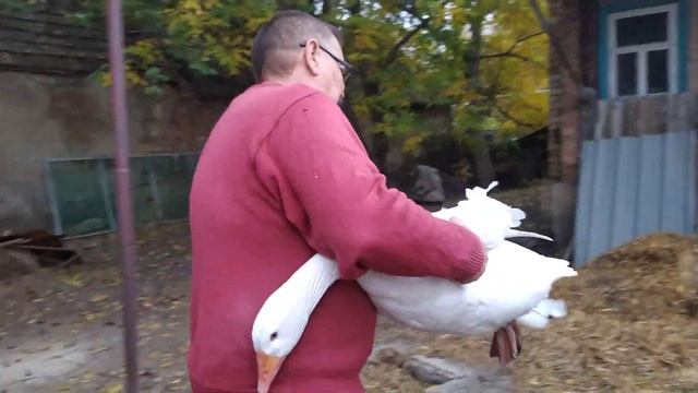 Беглое сравнение трех видов гусей. смотреть онлайн