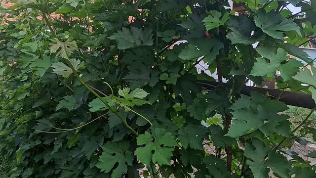 срочно для виноградарей смотреть онлайн