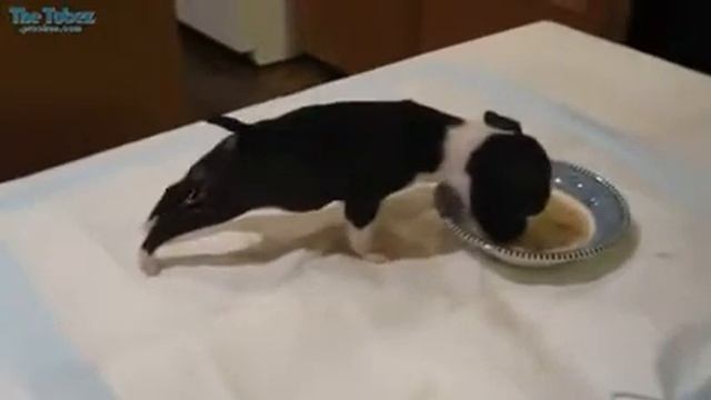 Люблю пожрать аж ноги сводит. смотреть онлайн