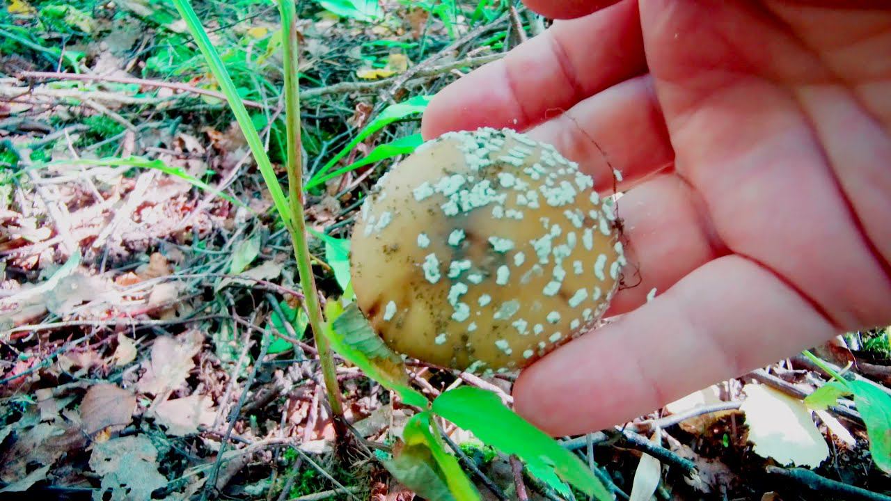 Мухоморы и другие дары леса смотреть онлайн