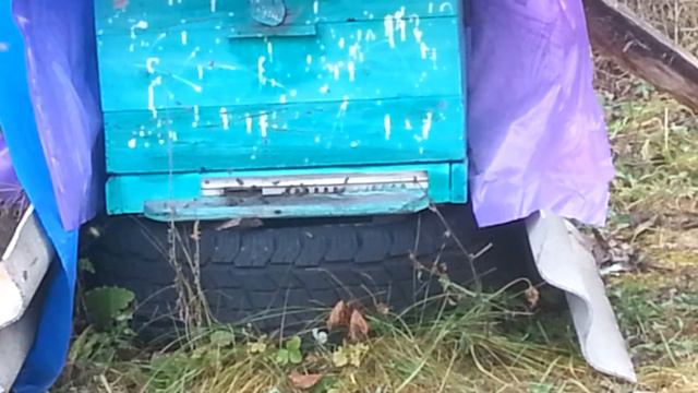 Поздний облет пчел, борьба с грызунами. смотреть онлайн