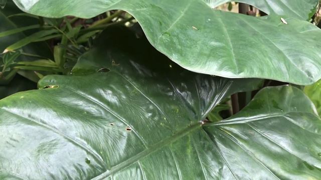 Alocasia plumbea ~ Senthe Ireng??? смотреть онлайн