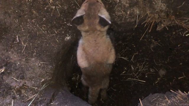 ДНЕВНИК ЛИСЫ. Не можем достать лисят из норы смотреть онлайн