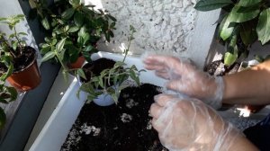 #Комнатные растения. Хойя Белла