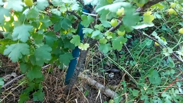 Мой опыт выращивания крыжовника на штамбе. смотреть онлайн