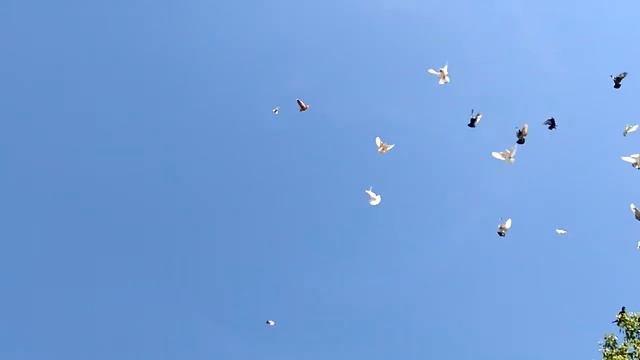 Гон голубей смотреть онлайн