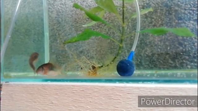 Нерест золотистых сомиков(Corydoras aeneus) смотреть онлайн