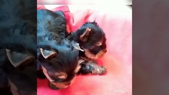 Щенки мини и стандарт размер Йорки Йоркширский терьер смотреть онлайн