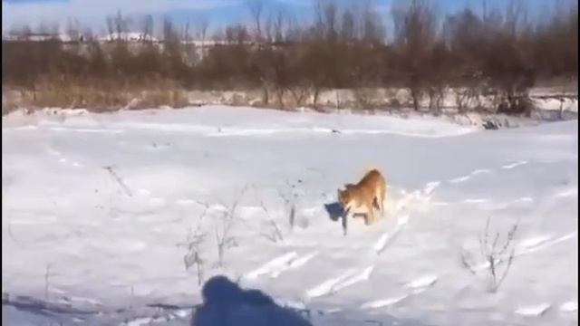 Самые ленивые и неуклюжие животные смотреть онлайн