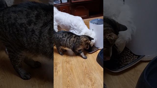 Как собака встречаеткота..., русский характер. Это надо видеть. смотреть онлайн