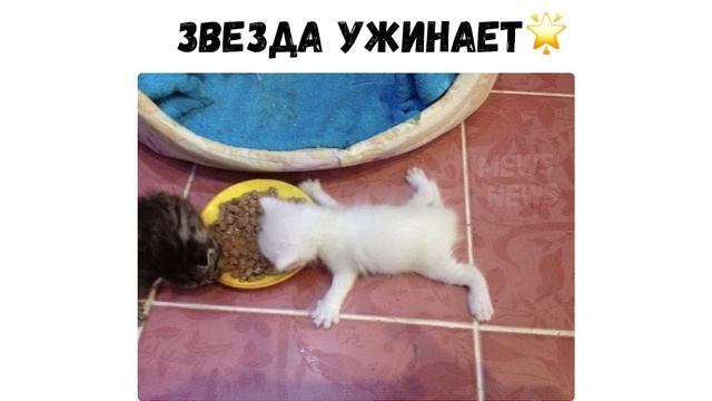Приколы с котами. КРЕСЛОЦАРАПТОР | Мемозг #149