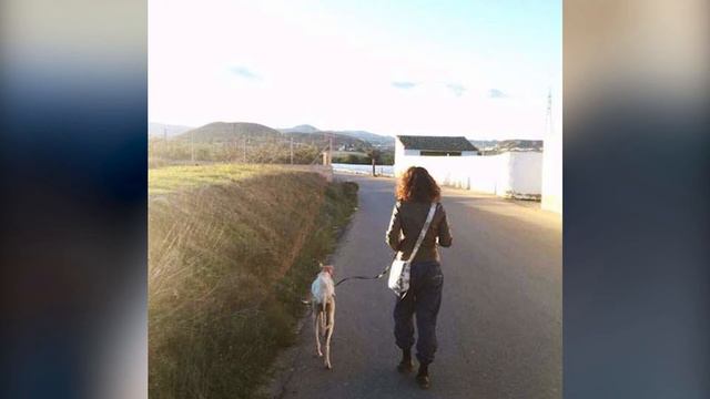 Собака шла три километра на сломанных лапах смотреть онлайн