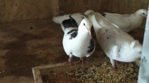 ЭФФЕКТИВНОЕ СРЕДСТВО ОТ САЛЬМОНЕЛЛЁЗА У ГОЛУБЕЙ.#salmonellosis##salmonellez##սալմոնելեզ#