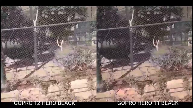 GoPro Hero 12 Black Vs Gopro Hero 11   Black Camera Comparison & Leaks