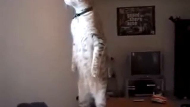 Кот который стоит на двух лапах!!!!!