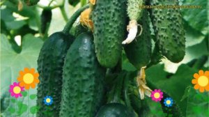 Огурец Богатырская сила. Краткий обзор, описание характеристик, где купить семена cucumis sativus