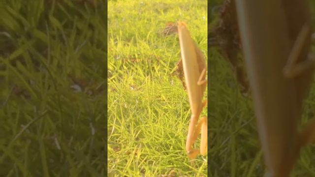 Нашли с Спрайт 35 , Богомола ! Богомол ест кузнечика!!!! смотреть онлайн