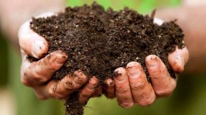 Чем подкормить редиску в открытом грунте и теплице