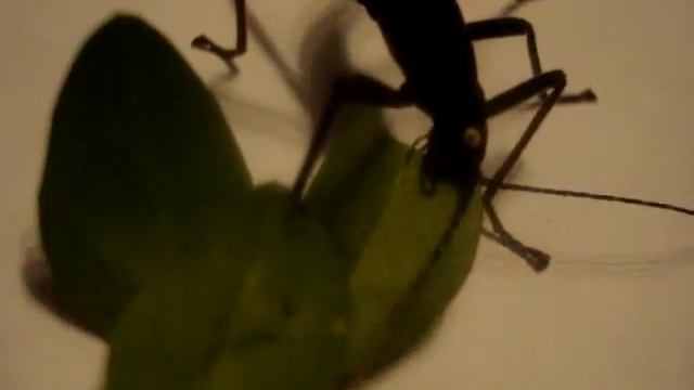 Peruphasma Schultei Eating смотреть онлайн