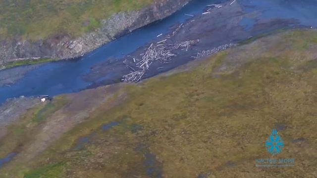 Белые медведи на Новой земле смотреть онлайн