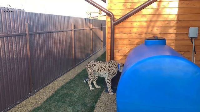 Очередной шок! Герда без поводка! смотреть онлайн