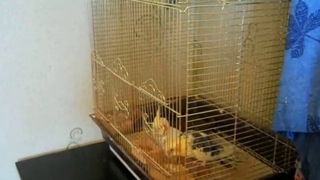 Попугаи нимфы - кореллы Кузя и Фиби (разведение) 8 Магнитогорск смотреть онлайн