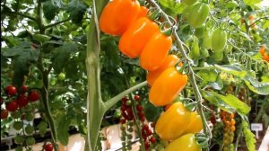 Томат Оранжевый фонтан