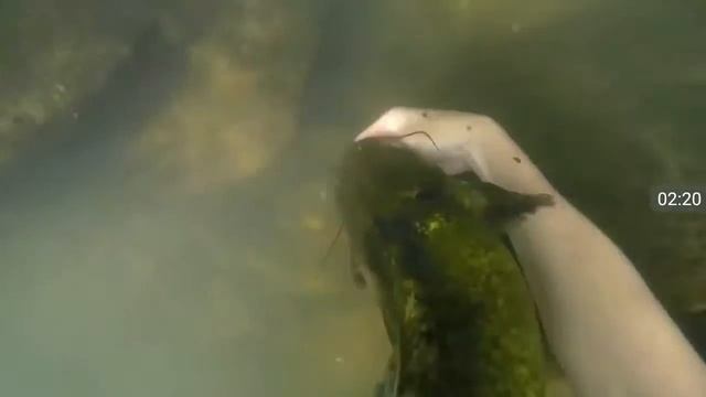 Нашол айфон 6 под водой ишел я нашол CO Pro ножи гачки золотмэ монети. смотреть онлайн