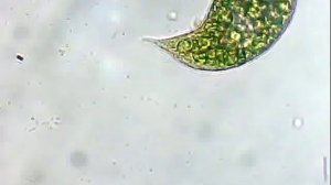 простейшие под микроскопом